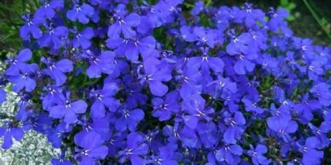 Kako uzgajati i roniti sadnice lobelije kod kuće